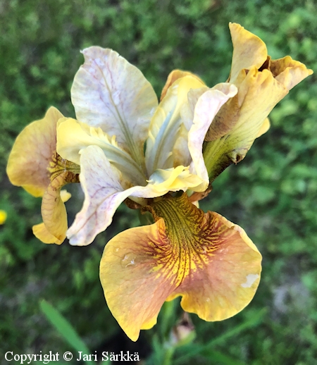 Iris Sibirica-Ryhm 'White Amber', loistokurjenmiekka